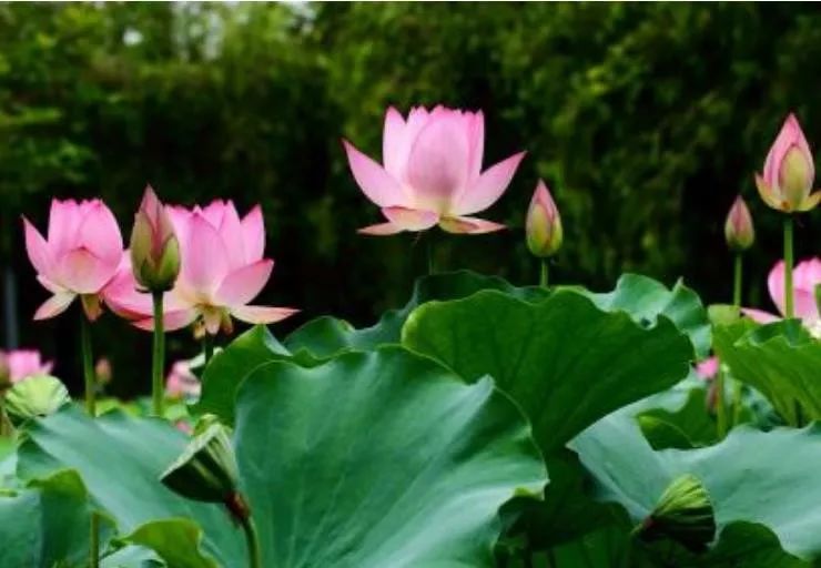 「天天励志正能量」人生几何，花开花落