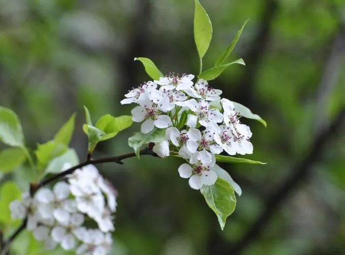 「天天励志正能量」人生几何，花开花落