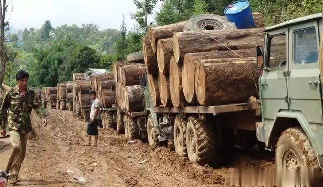 缅甸木材行业两年获税收千亿，造林速度却远远跟不上