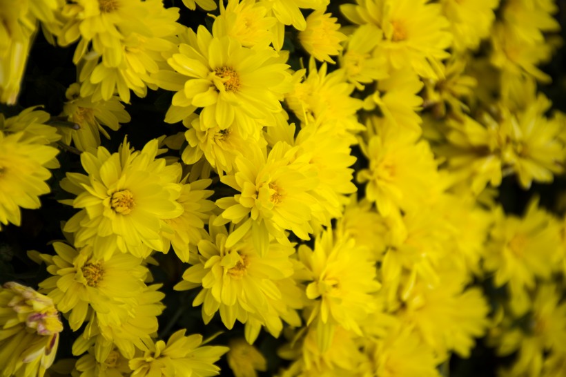 情感紫雪：非常不懂女人心的三大生肖，喜欢和恋人计较，吵架冷战不间断