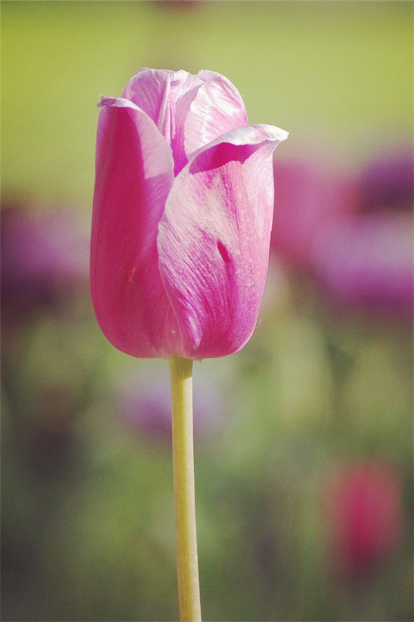 「光明网」生活苦不苦，大家都清楚，活着难不难，神仙都说难