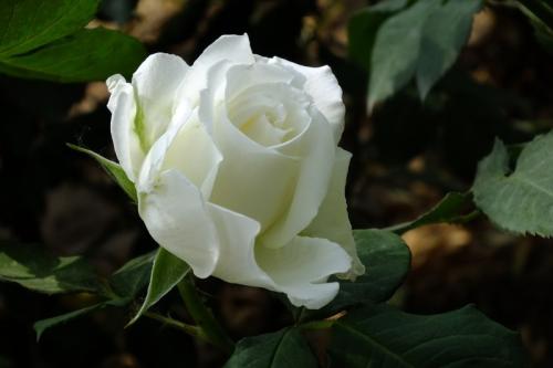 「强强联手在乐趣」一朝一夕的时光有多么重要