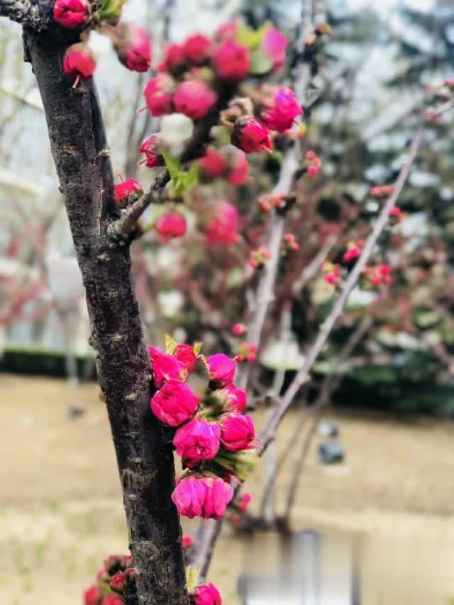 【飞猪美文】人生没高度？是你选错了大哥，跟错了人