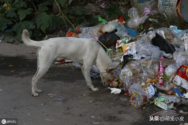【校园留声机】歇斯里地，哀嚎求救。为了小奶狗“不再流浪”，母狗狠心舍弃