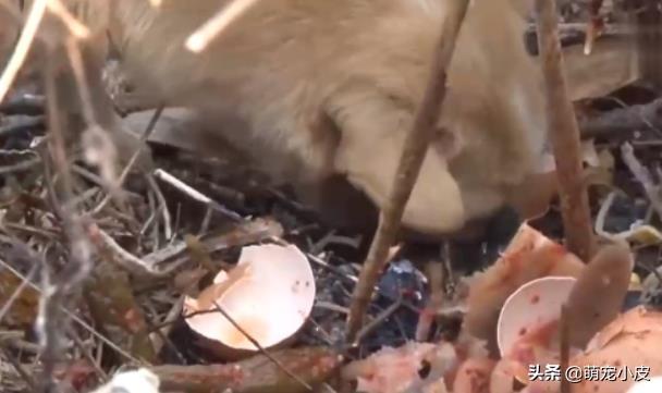 【校园留声机】歇斯里地，哀嚎求救。为了小奶狗“不再流浪”，母狗狠心舍弃