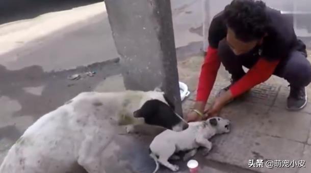 【校园留声机】歇斯里地，哀嚎求救。为了小奶狗“不再流浪”，母狗狠心舍弃