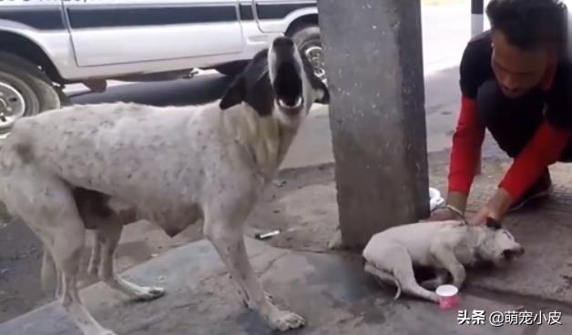 【校园留声机】歇斯里地，哀嚎求救。为了小奶狗“不再流浪”，母狗狠心舍弃