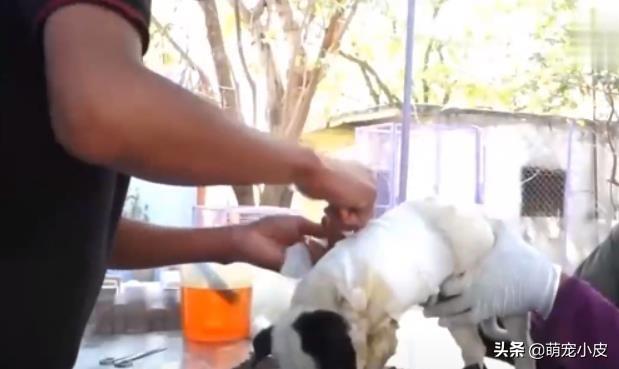 【校园留声机】歇斯里地，哀嚎求救。为了小奶狗“不再流浪”，母狗狠心舍弃