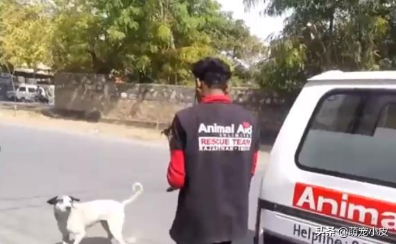 【校园留声机】歇斯里地，哀嚎求救。为了小奶狗“不再流浪”，母狗狠心舍弃