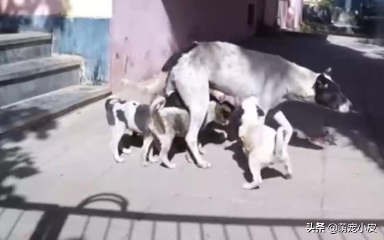 【校园留声机】歇斯里地，哀嚎求救。为了小奶狗“不再流浪”，母狗狠心舍弃