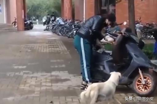 【校园留声机】歇斯里地，哀嚎求救。为了小奶狗“不再流浪”，母狗狠心舍弃