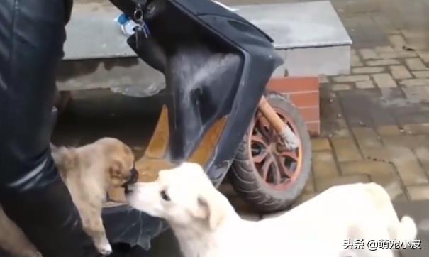 【校园留声机】歇斯里地，哀嚎求救。为了小奶狗“不再流浪”，母狗狠心舍弃