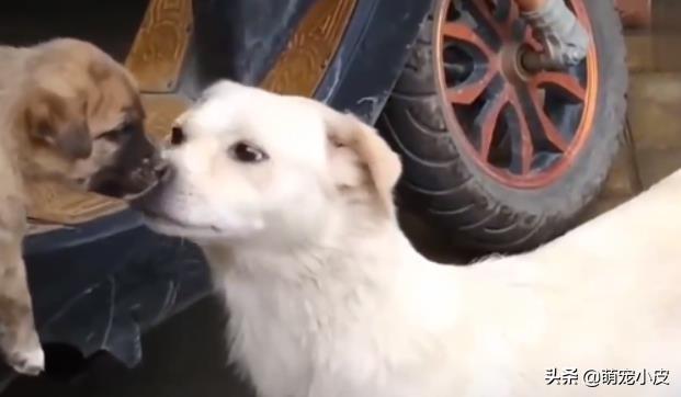 【校园留声机】歇斯里地，哀嚎求救。为了小奶狗“不再流浪”，母狗狠心舍弃