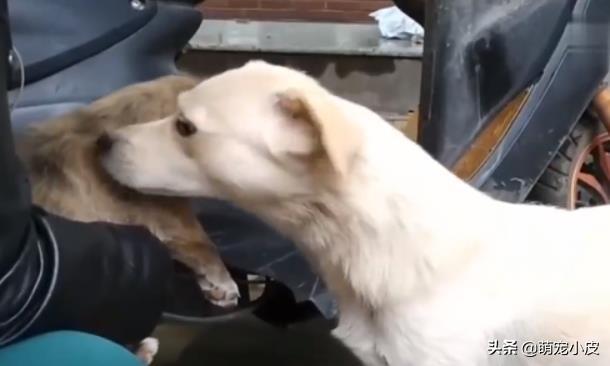 【校园留声机】歇斯里地，哀嚎求救。为了小奶狗“不再流浪”，母狗狠心舍弃