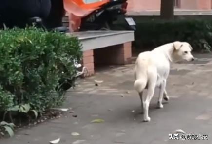 【校园留声机】歇斯里地，哀嚎求救。为了小奶狗“不再流浪”，母狗狠心舍弃