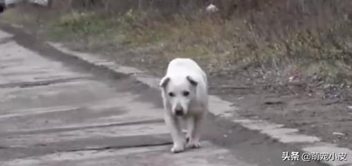 【校园留声机】歇斯里地，哀嚎求救。为了小奶狗“不再流浪”，母狗狠心舍弃