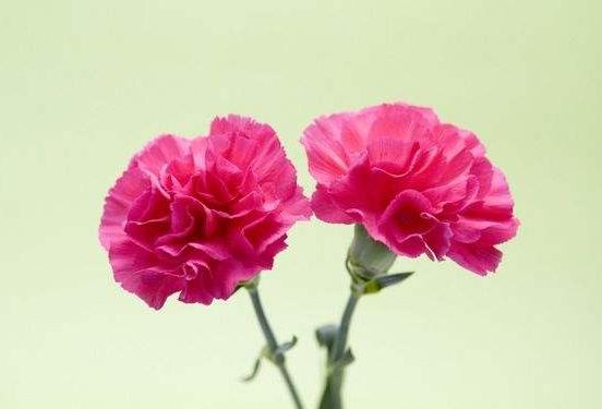 「美文鉴赏」心若相知相伴，何惧万水千山