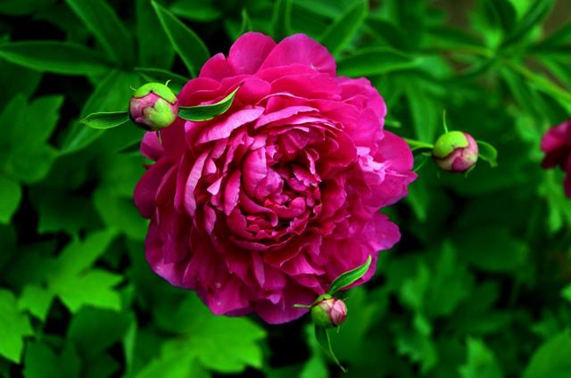 「美文鉴赏」心若相知相伴，何惧万水千山