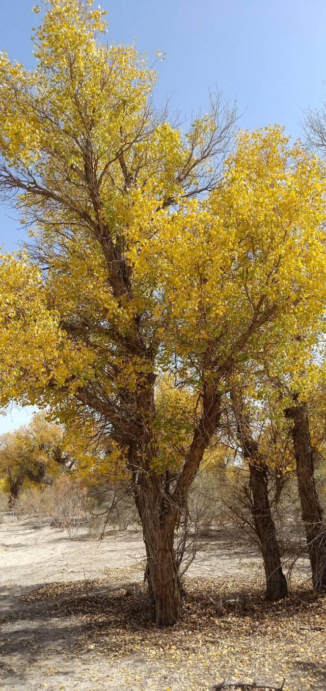 [巴州张崇刚]人到中年须具备这八条修养