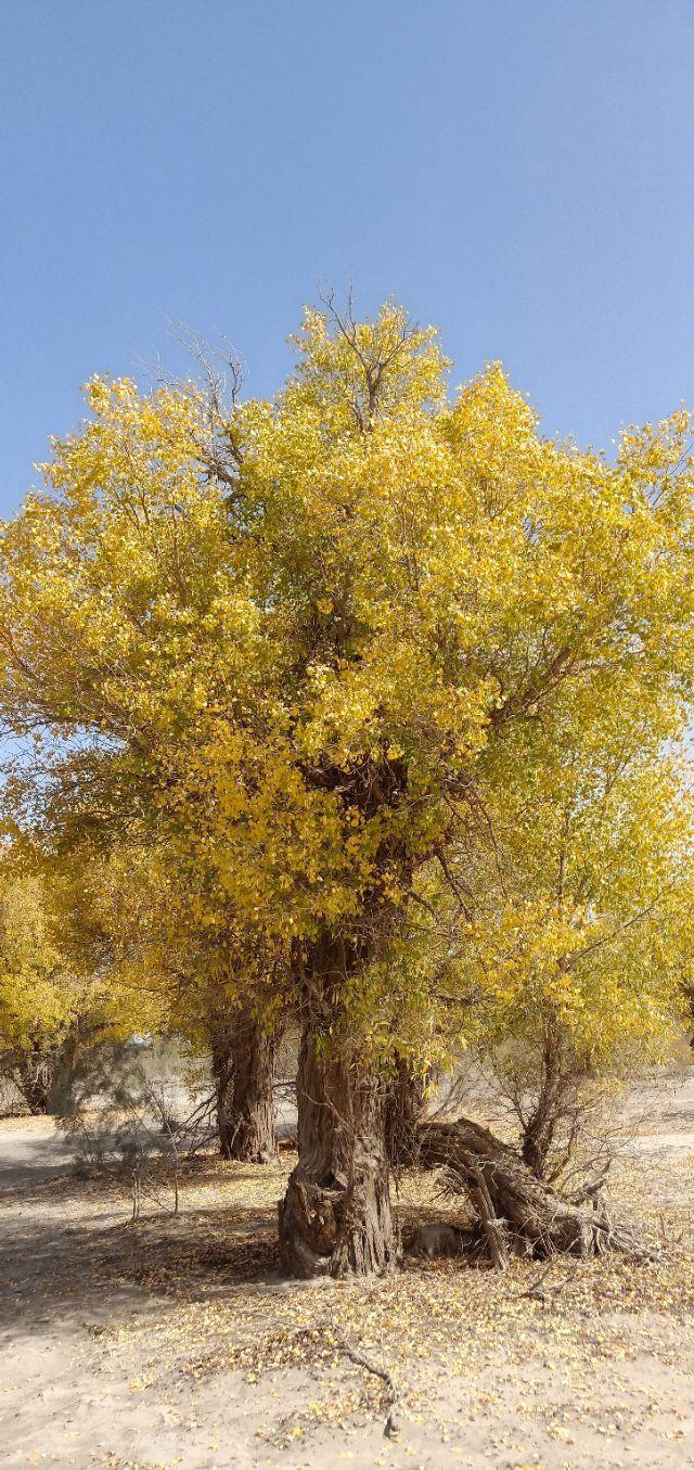 [巴州张崇刚]人到中年须具备这八条修养