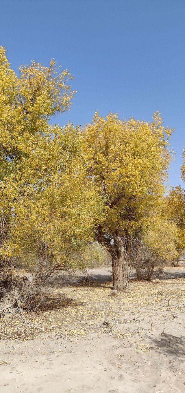 [巴州张崇刚]人到中年须具备这八条修养