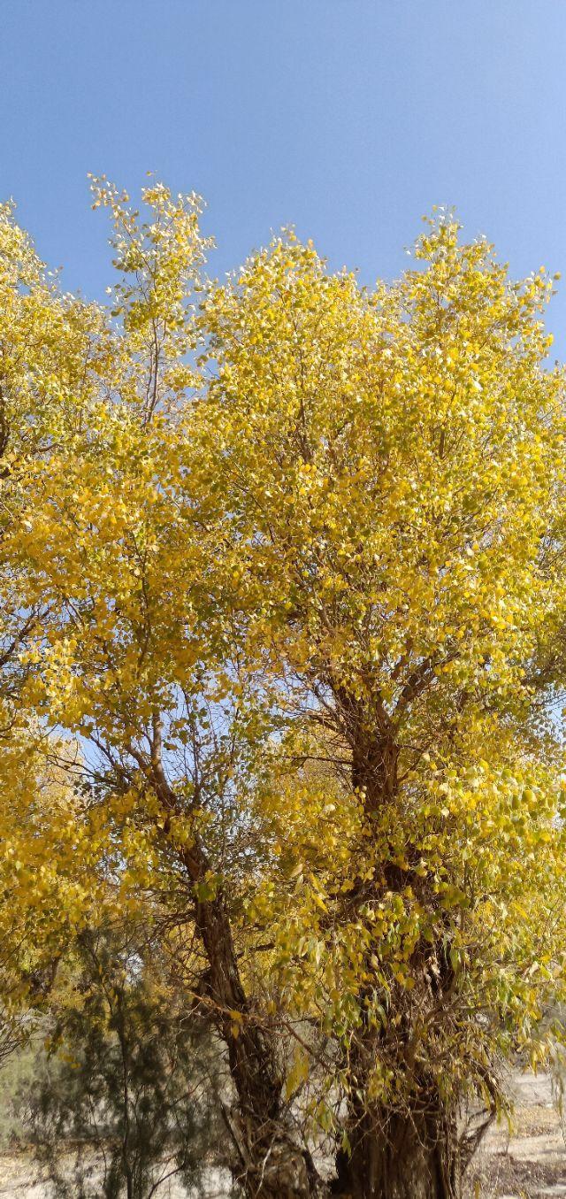 [巴州张崇刚]人到中年须具备这八条修养