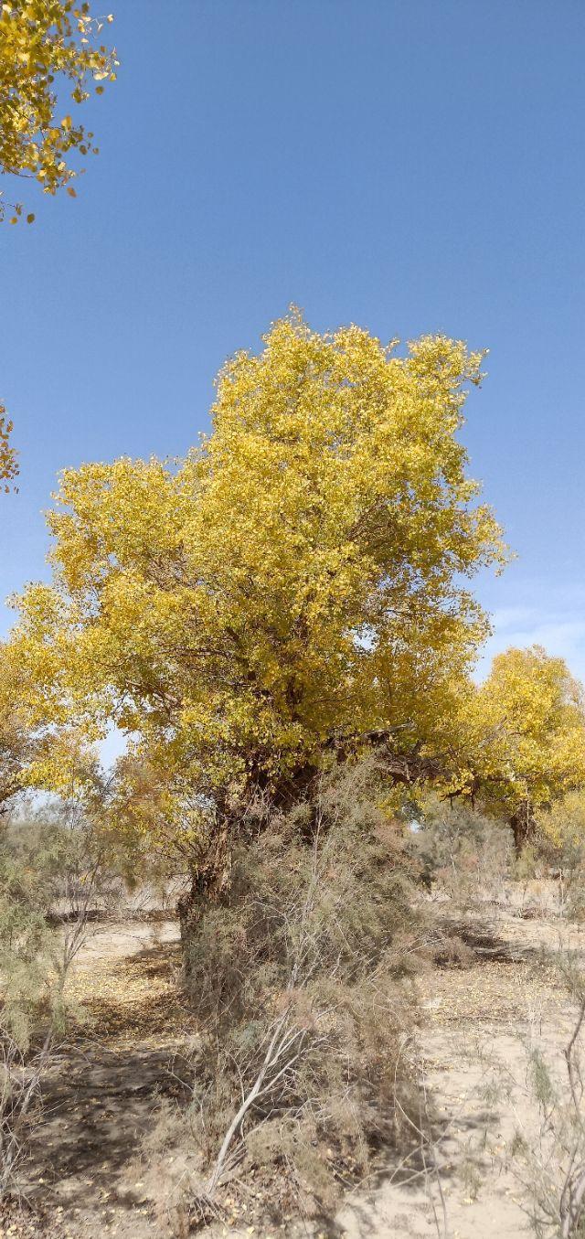 [巴州张崇刚]人到中年须具备这八条修养