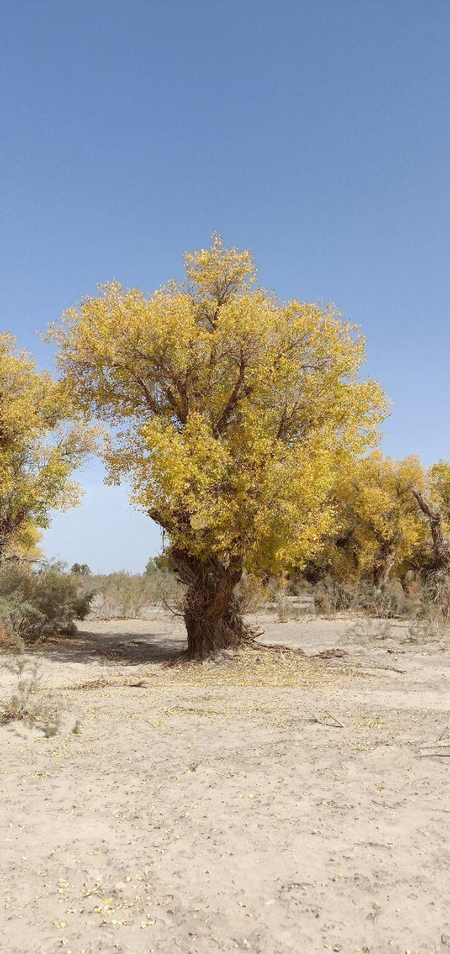 [巴州张崇刚]人到中年须具备这八条修养