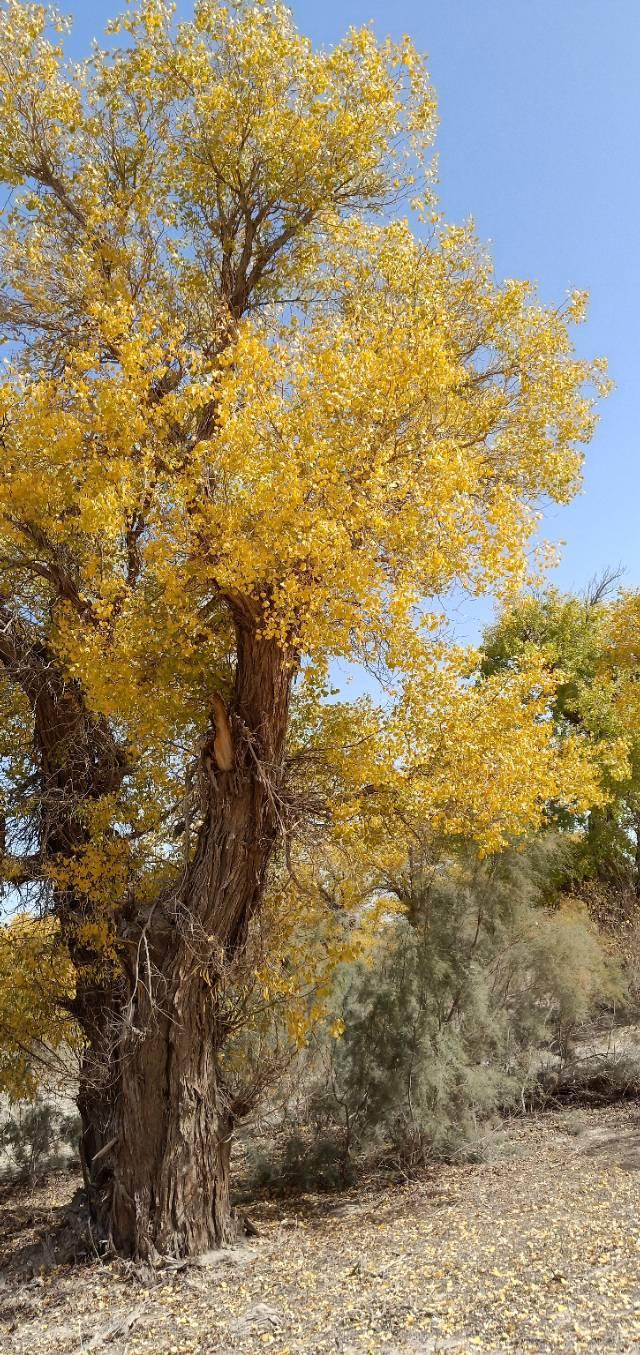 [巴州张崇刚]人到中年须具备这八条修养