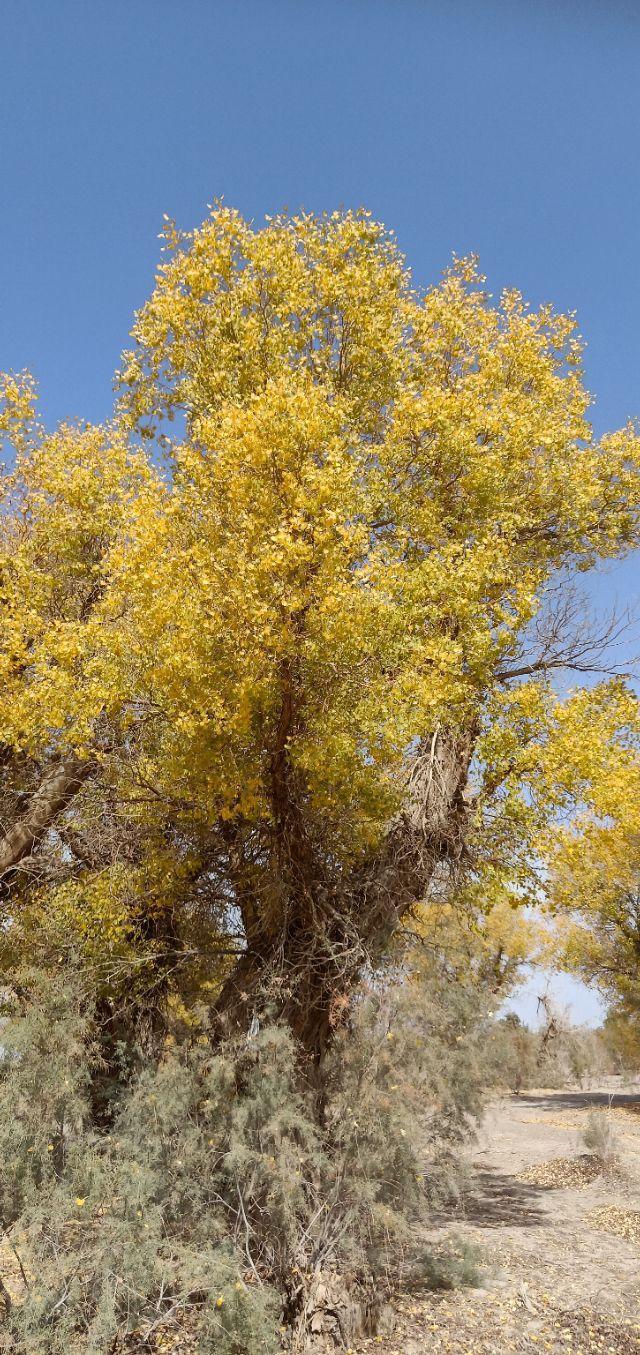 [巴州张崇刚]人到中年须具备这八条修养