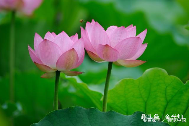 #金光灿#老祖宗：有两种表现的人，往往都有大本事，十有九准