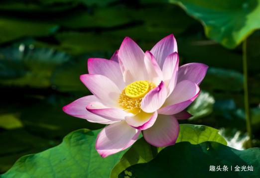 #金光灿#老祖宗：有两种表现的人，往往都有大本事，十有九准