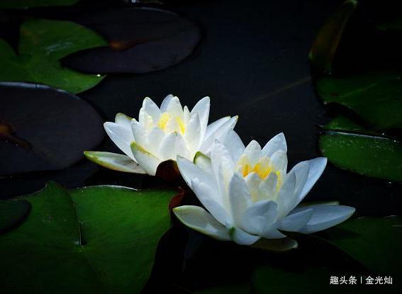 #金光灿#老祖宗：有两种表现的人，往往都有大本事，十有九准