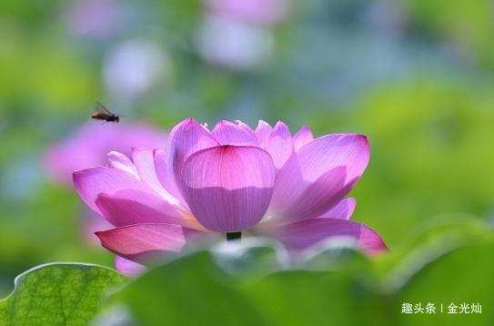 #金光灿#老祖宗：有两种表现的人，往往都有大本事，十有九准