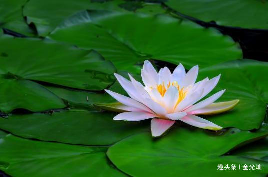 #金光灿#老祖宗：有两种表现的人，往往都有大本事，十有九准