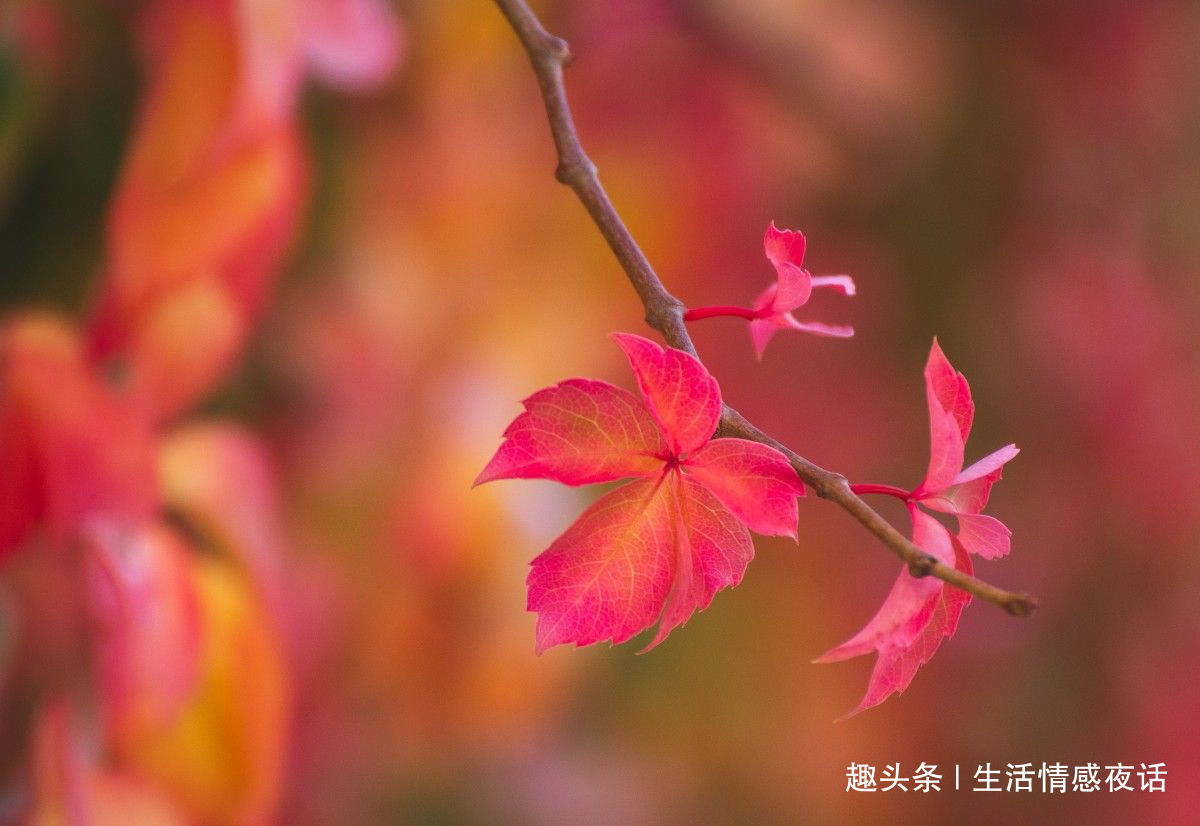 「生活情感夜话」人真的分三六九等，起决定性作用的不是出身，人生就要靠打拼