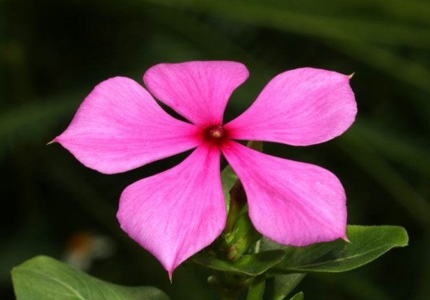 [遨游科技的海洋]有“直男癌”的三个生肖，喜欢和老婆计较，从来不主动认错