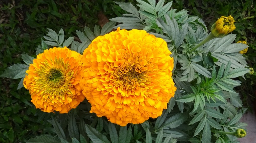 [遨游科技的海洋]有“直男癌”的三个生肖，喜欢和老婆计较，从来不主动认错