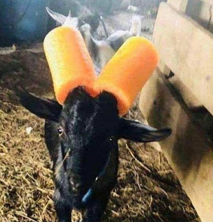 pigskin■9个具有“超强适应能力的人，”逗乐了我们的生活