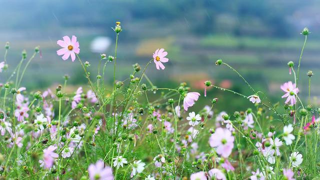 心理观察家■做事先做人，厚德方能载物！德不配位，必有祸殃