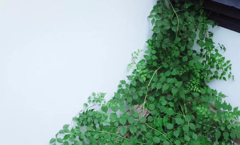 #中国茶文化知识#最好的生活：有钱，有书，有茶！