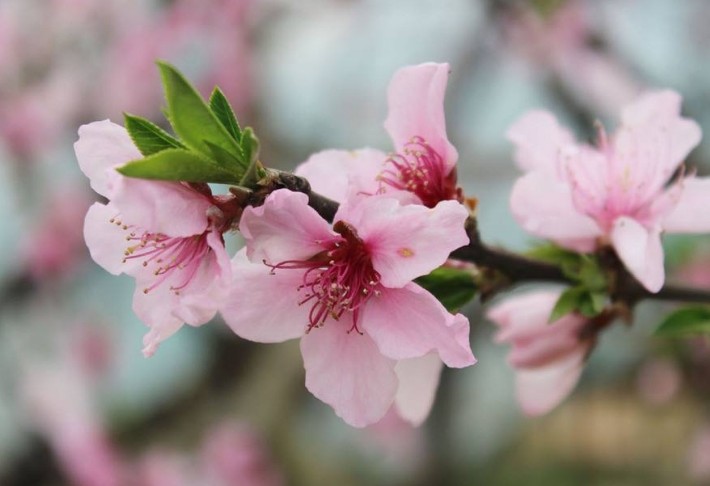 情感惜雪@“直男癌”的三生肖男，喜欢和老婆计较，不懂得退让