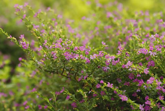 「你所想象不到的科技」“不差钱”的三生肖，脾气差劲却很旺夫，娶回家就是赚到了