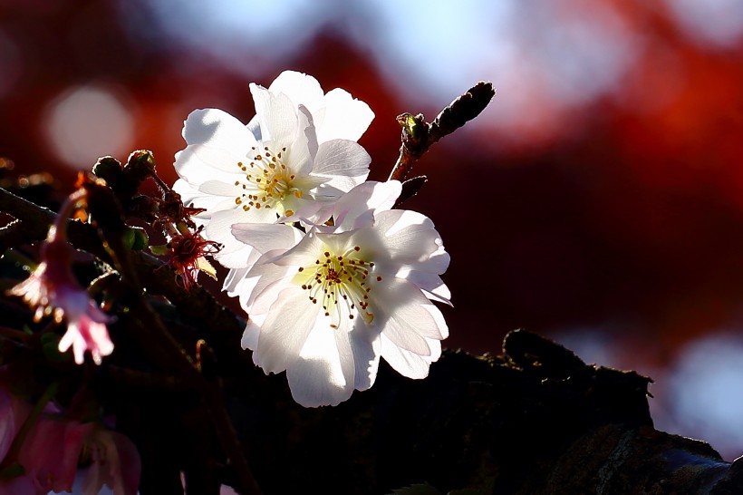 「情感惜雪」非常不懂女人心的三大生肖男，喜欢和妻子计较，吵架冷战不间断