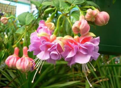 糖果儿■做人，  良心不能丢，诚信不能无