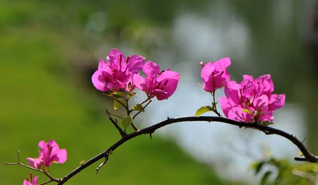 糖果儿■做人，  良心不能丢，诚信不能无