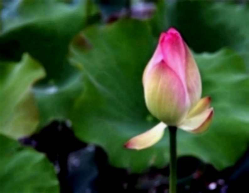 宇宙科技的超人：值得女人依赖的三个生肖，成熟稳重踏实，对爱始终专一