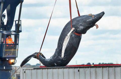 泰晤士河发现一头座头鲸 被一艘船撞击后受伤死亡