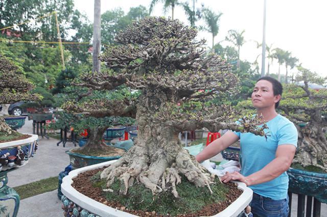 男子出售家中几代人培育的盆景树，要价153万希望找到好买家