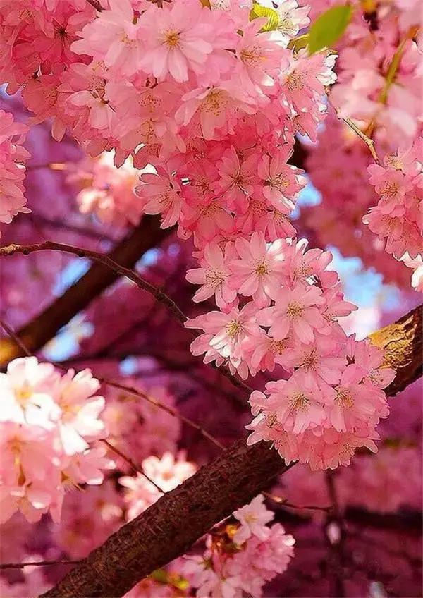 「小事大励志」思想太少可能失去做人的尊严，思想太多可能失去做人的快乐